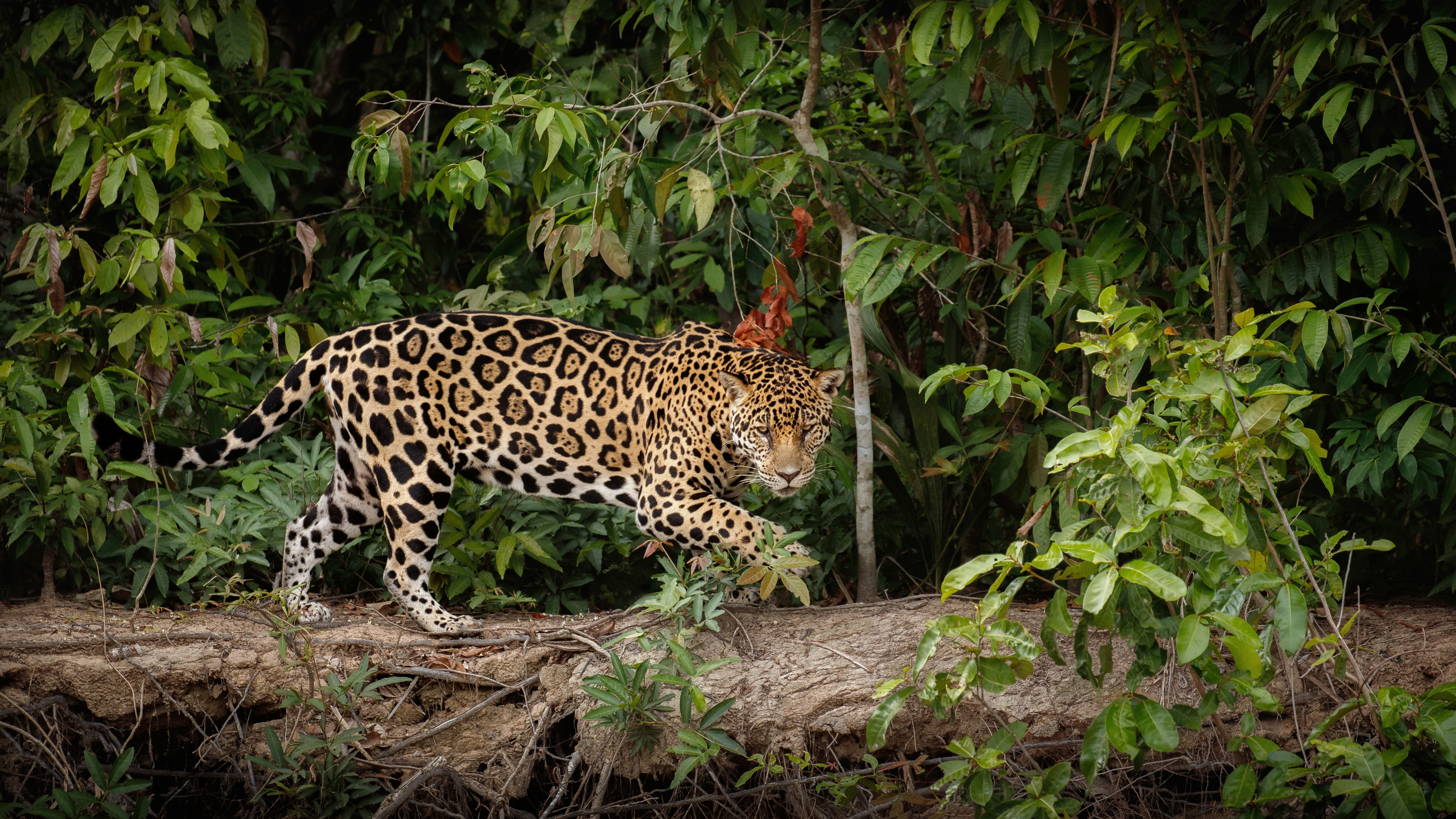 Leopard