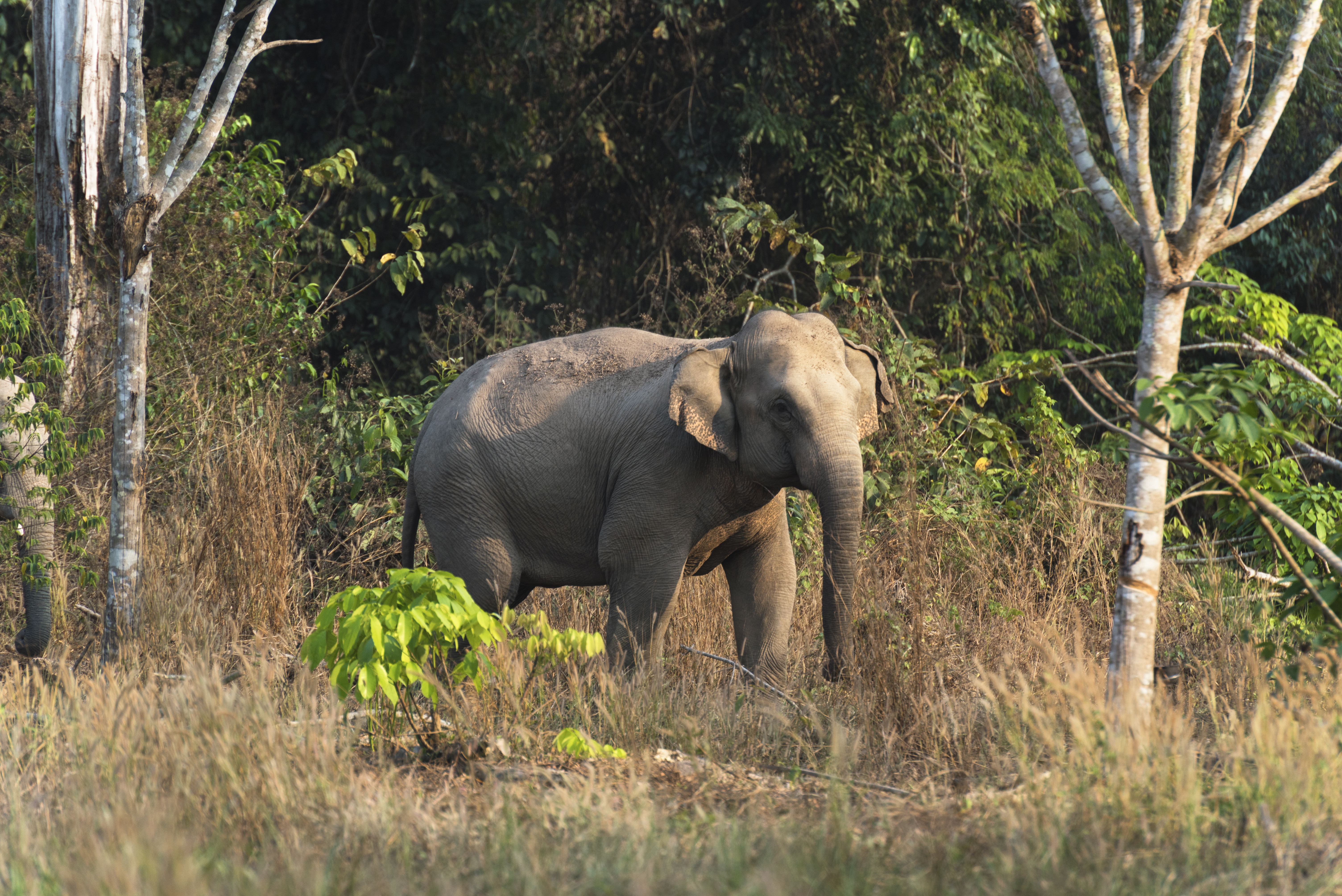 Elephant